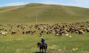 china-travel-inner-mongolia-keshiketeng-arshatu-geopark-cattle-photo3-kakanow-com_-500x359.jpg