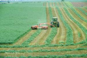 alfalfa-cutting.jpg